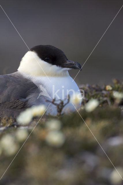 Kleinste Jager (Stercorarius longicaudus)