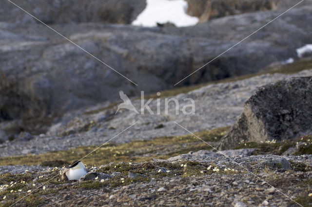 Kleinste Jager (Stercorarius longicaudus)