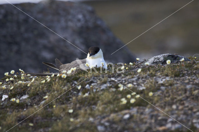 Kleinste Jager (Stercorarius longicaudus)