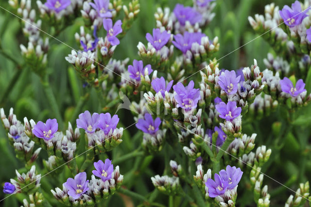 Kliflamsoor (Limonium binervosum)