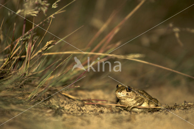 Knoflookpad (Pelobates fuscus)