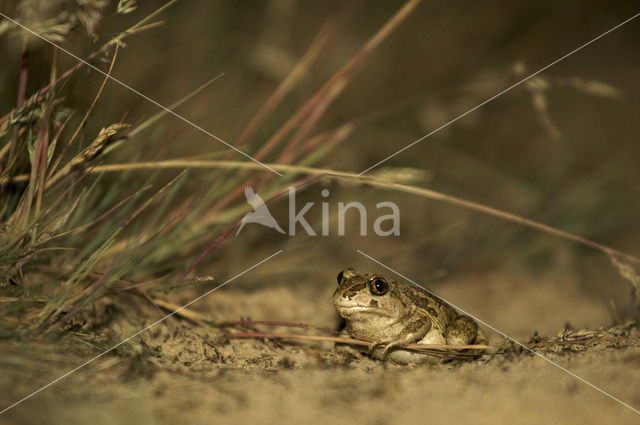 Knoflookpad (Pelobates fuscus)