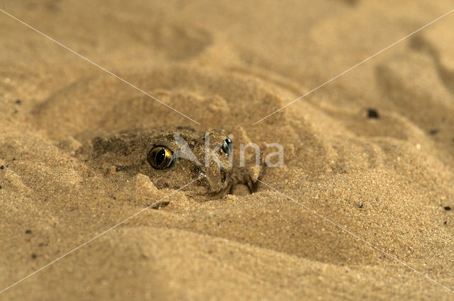 Knoflookpad (Pelobates fuscus)