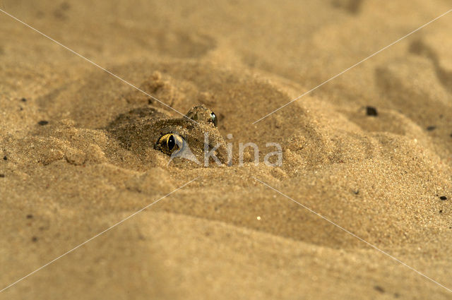 Knoflookpad (Pelobates fuscus)