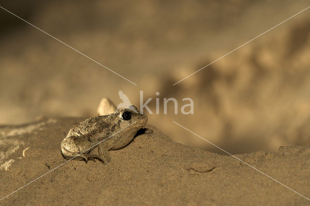 Knoflookpad (Pelobates fuscus)