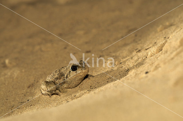 Knoflookpad (Pelobates fuscus)