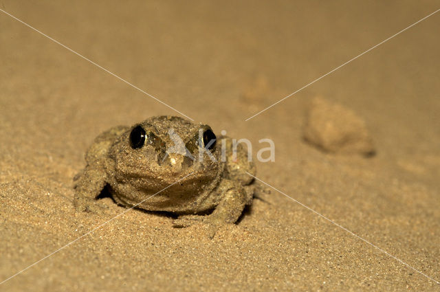 Knoflookpad (Pelobates fuscus)