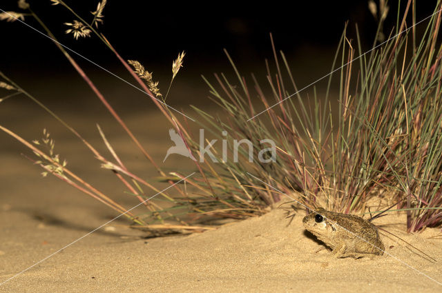 Knoflookpad (Pelobates fuscus)