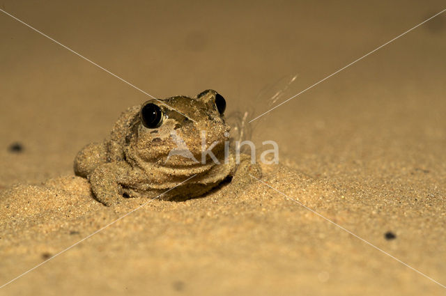 Knoflookpad (Pelobates fuscus)