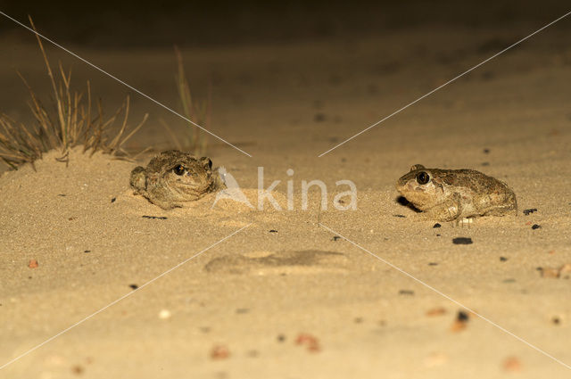 Knoflookpad (Pelobates fuscus)