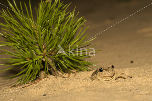 Knoflookpad (Pelobates fuscus)