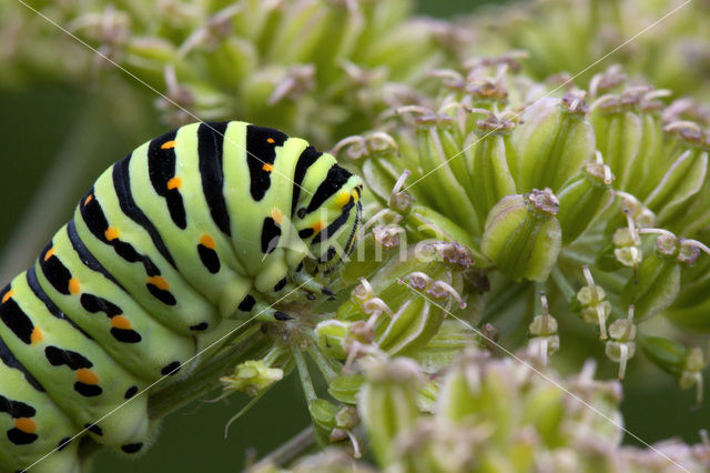 Koninginnepage (Papilio machaon)