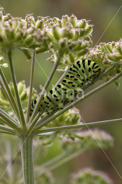 Koninginnepage (Papilio machaon)