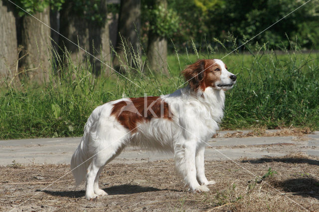 Kooikerhond (Canis domesticus)