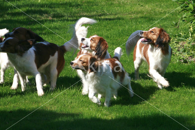 Dutch Decoy Spaniel