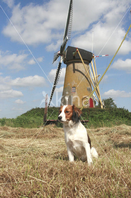 Kooikerhond (Canis domesticus)