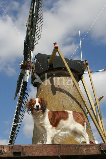 Kooikerhond (Canis domesticus)