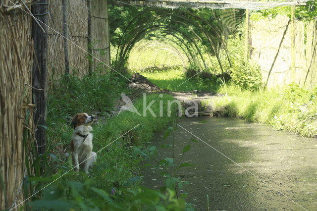 Kooikerhond (Canis domesticus)