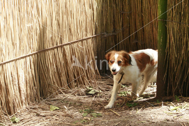 Kooikerhond (Canis domesticus)