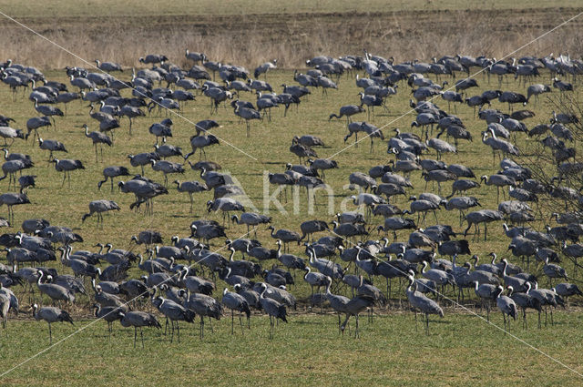 Common Crane (Grus grus)