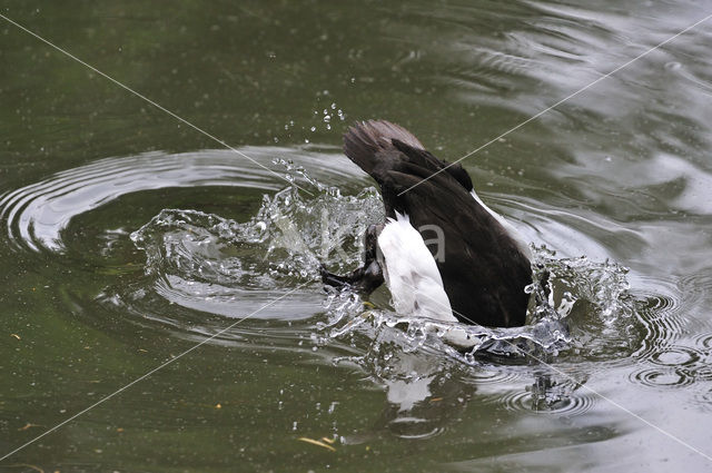 Tufted Duck (Aythya fuligula)