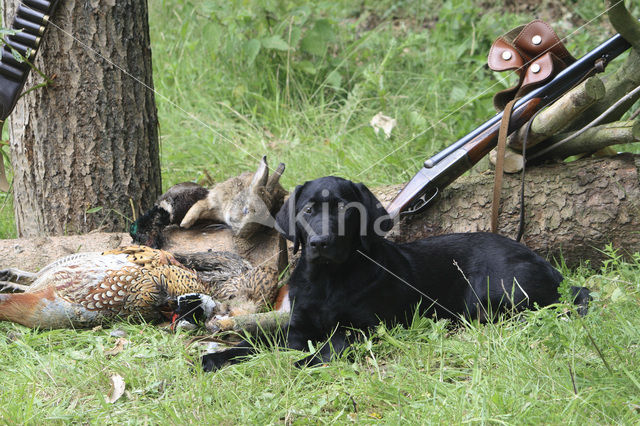 Labrador retriever (Canis domesticus)