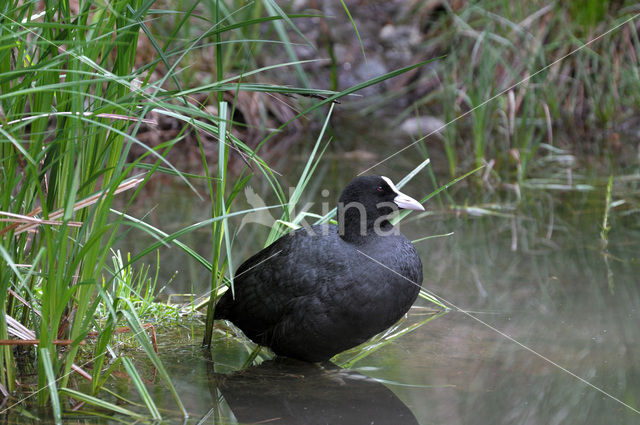 Meerkoet (Fulica atra)