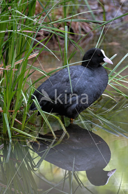 Meerkoet (Fulica atra)