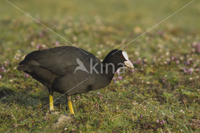 Meerkoet (Fulica atra)