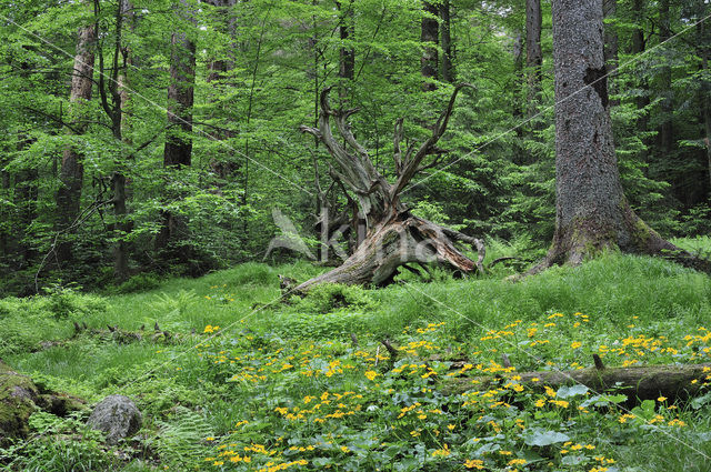 Nationaal park Beierse Woud