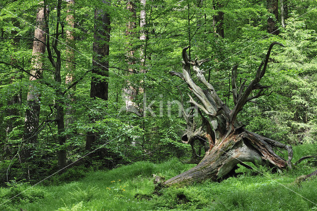 Nationaal park Beierse Woud