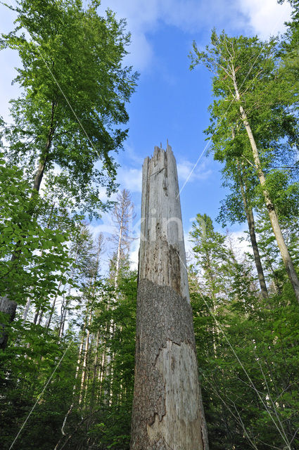 Nationaal park Beierse Woud