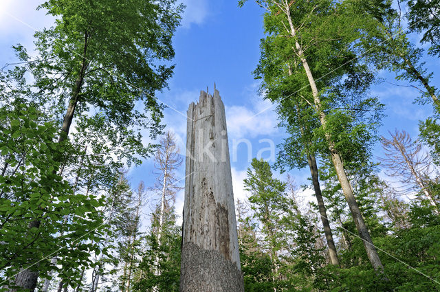 Nationaal park Beierse Woud