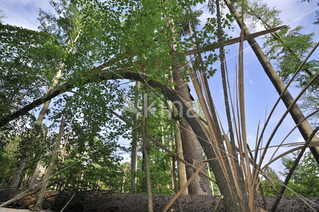 Nationaal park Beierse Woud