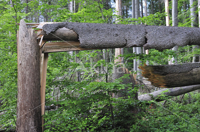 Nationaal park Beierse Woud