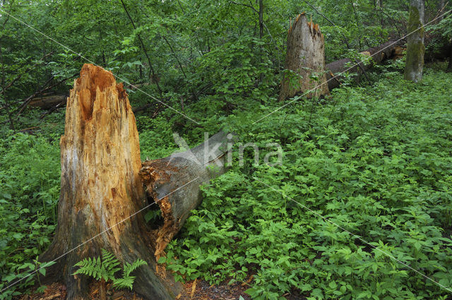 Nationaal park Beierse Woud