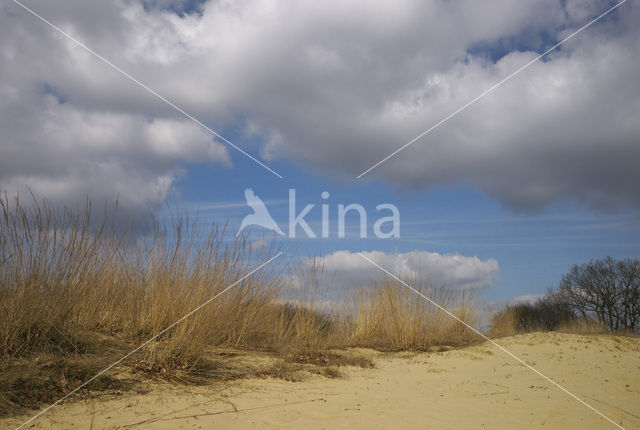 Nationaal Park Loonse en Drunense Duinen