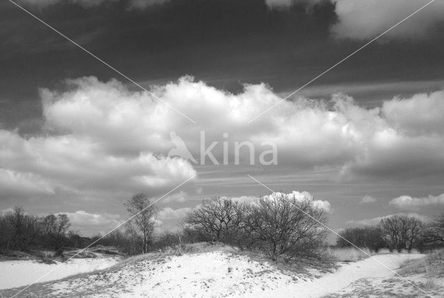 Nationaal Park Loonse en Drunense Duinen