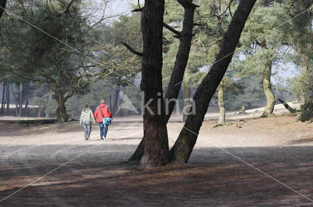 Nationaal Park Loonse en Drunense Duinen