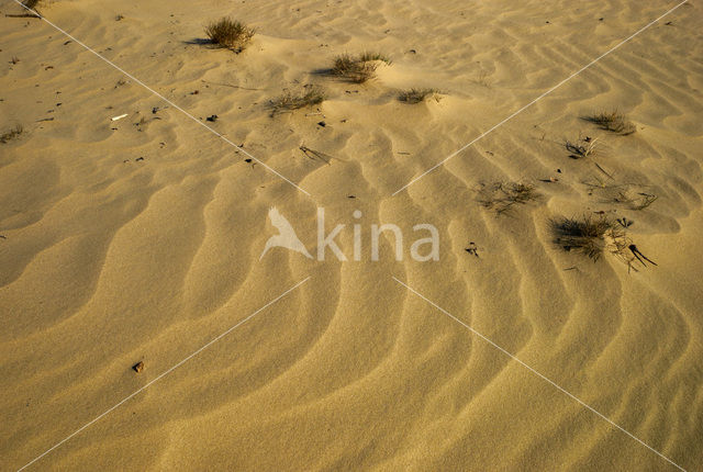 Nationaal Park Loonse en Drunense Duinen