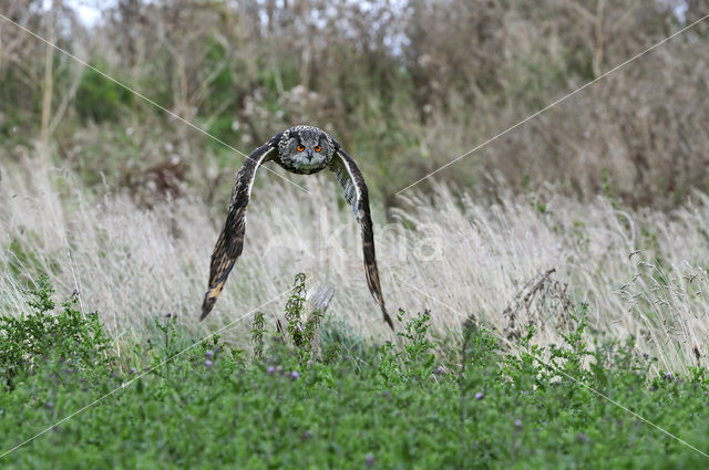 Oehoe (Bubo bubo)