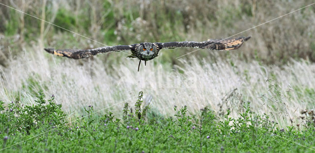 Oehoe (Bubo bubo)