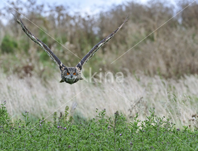 Oehoe (Bubo bubo)