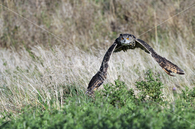 Oehoe (Bubo bubo)