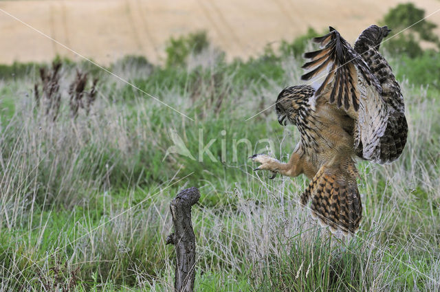 Oehoe (Bubo bubo)