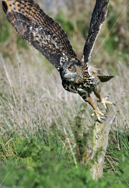 Oehoe (Bubo bubo)