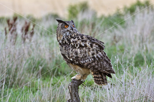 Oehoe (Bubo bubo)