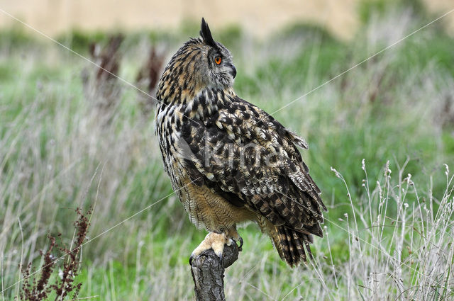 Oehoe (Bubo bubo)