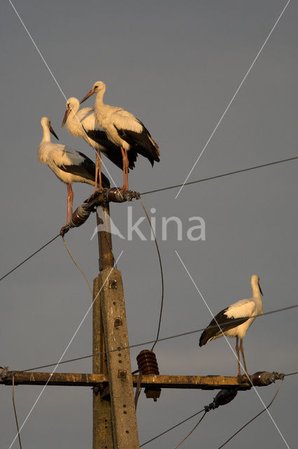 Ooievaar (Ciconia ciconia)