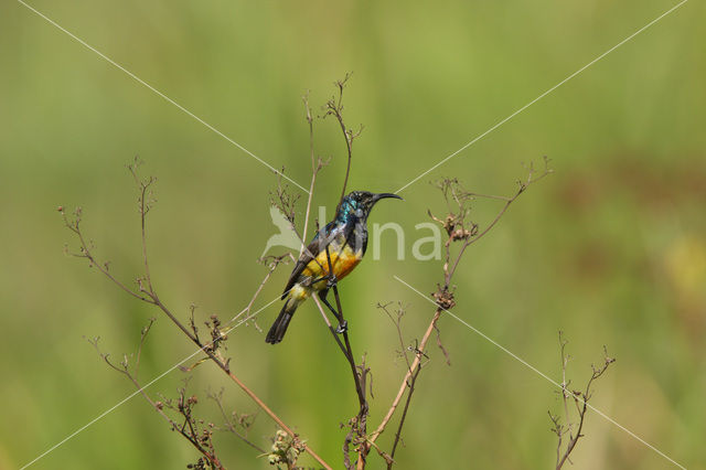 Variable Sunbird (Cinnyris venusta)